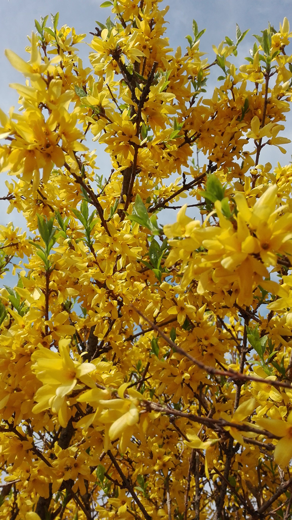 Floriade